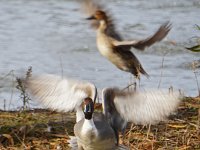 Pintails in Flight